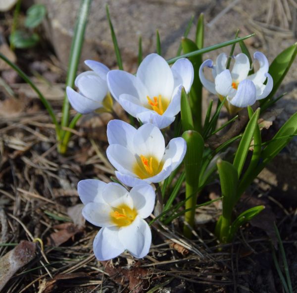 Bägarkrokus